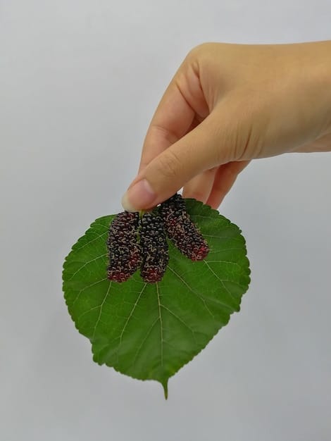 A close-up of a bakuchiol plant extract being gently applied to a person's hand, showing the natural origin.